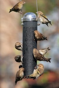 The Bird Feeder's Handbook, plus Build Your Own Platform Feeder Image
